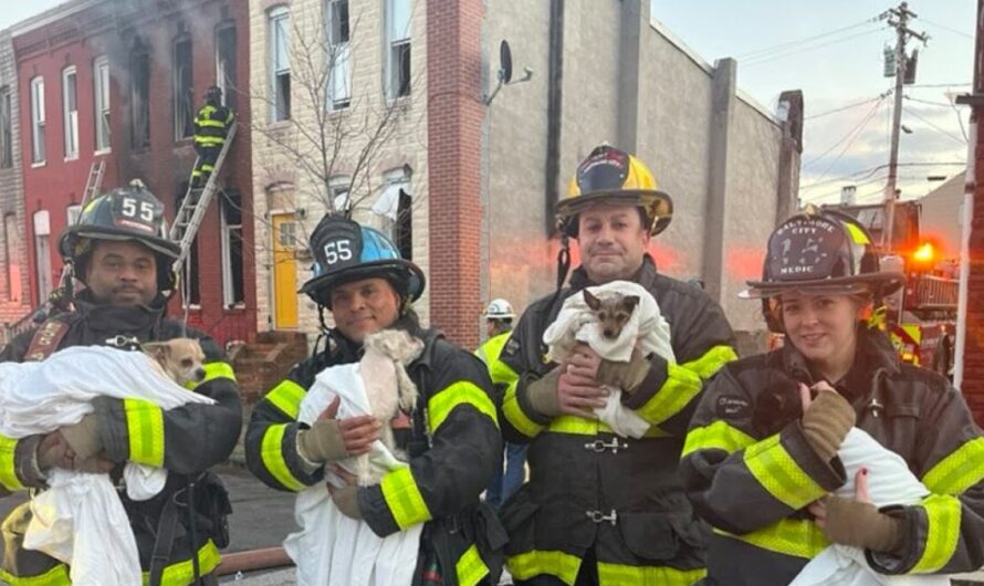 Firefighters rescue three dogs and a cat from smoke-filled home