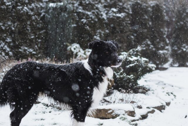 Border Collie