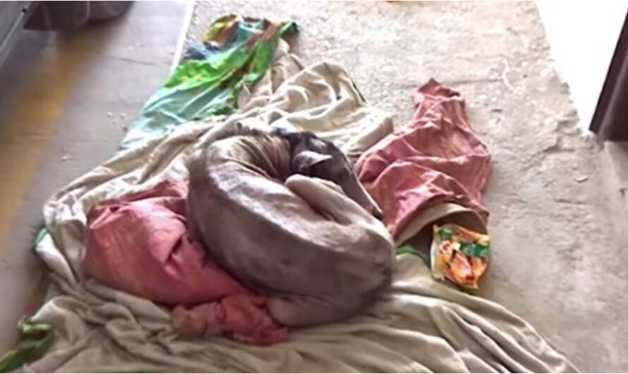 Hairless Dog Finds Shelter In Stranger’s Garage, She Curls Up To Keep Warm & Waits