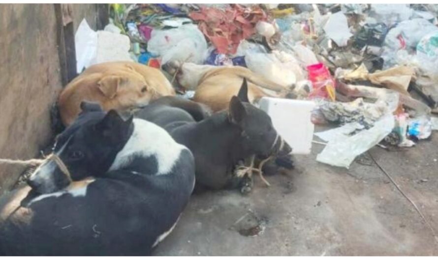 Duo Rounds Up Stray Dogs, Ties Mouths Shut & Tosses Them Into Garbage Truck