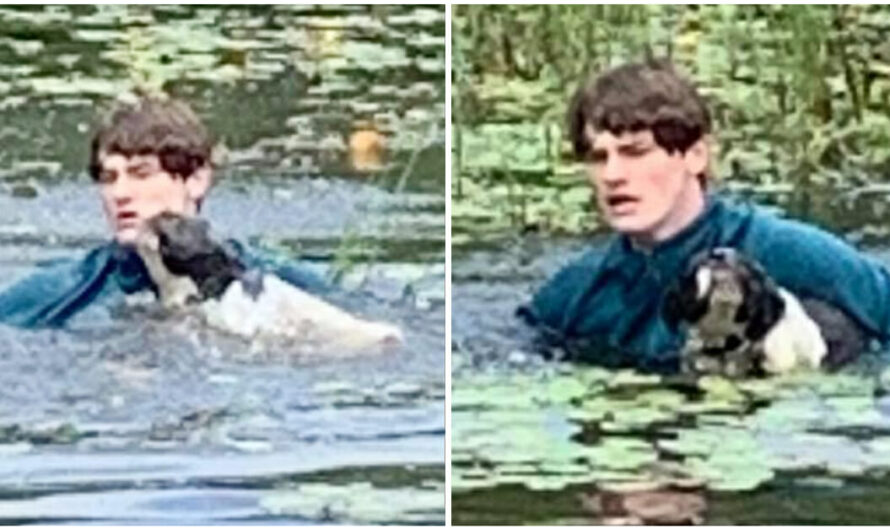 Teen Tourist Jumps into Lake to Save Stranger’s Dog from Drowning