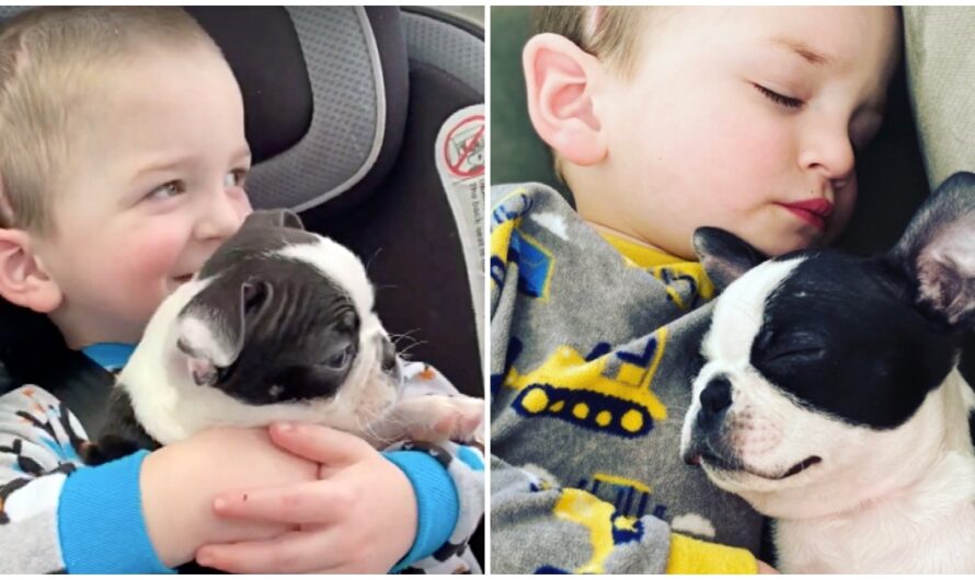 After Surviving Brain Surgery, His Mom Got Him A Puppy Who’s Just Like Him