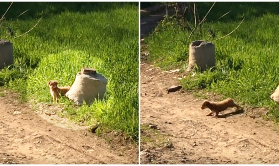 Puppy Discarded In The Road Scurries Off To The Brush, Emerges With A Posse