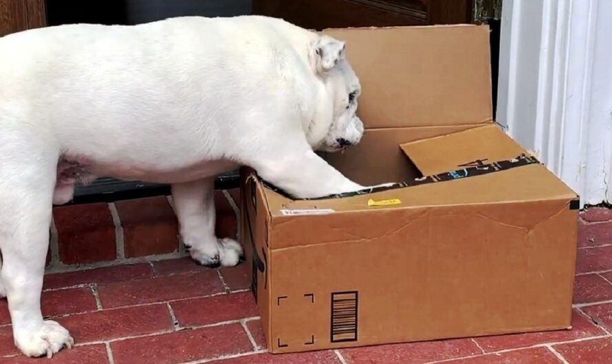 Dad Orders A Boxful Of It After Bulldog Seems Oddly Obsessed With The Strangest “Toy”