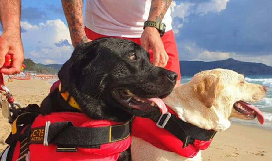 Lifeguard Dogs Rescue 14 Beachgoers from Drowning, Including Children