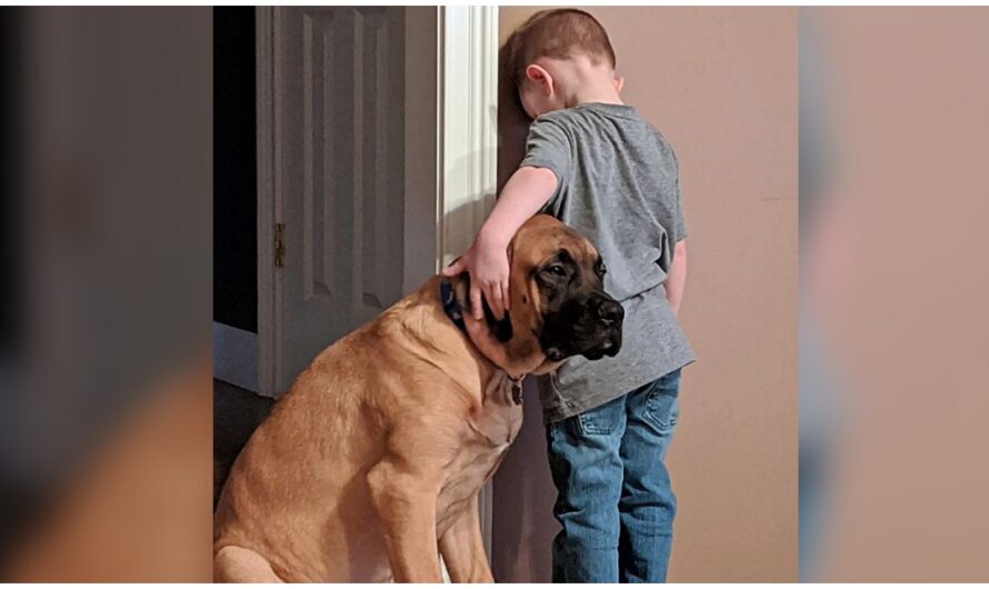 Loyal Mastiff Refuses To Leave His Little Boy’s Side While He’s In Timeout