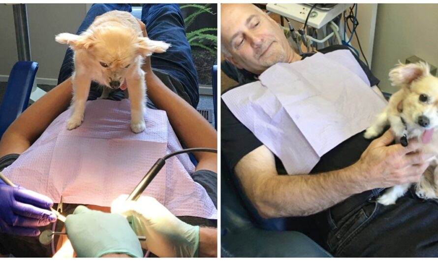 13-Year-Old Toothless Chihuahua Becomes Comfort Dog To Scared Dental Patients