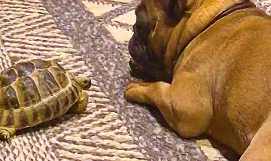 Pet Tortoise Adorably Wakes Up Sleeping French Bulldog