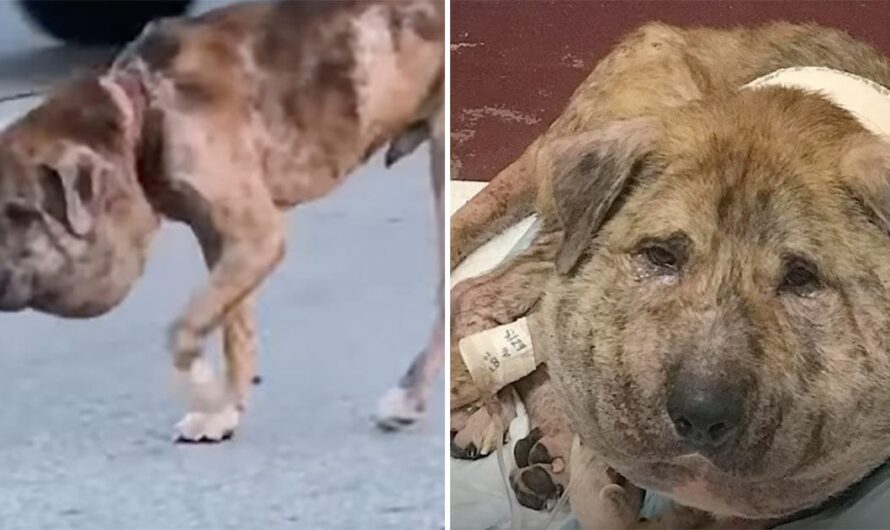 No one believed ”pumpkin head” dog would survive – four weeks later, he has proven everyone wrong