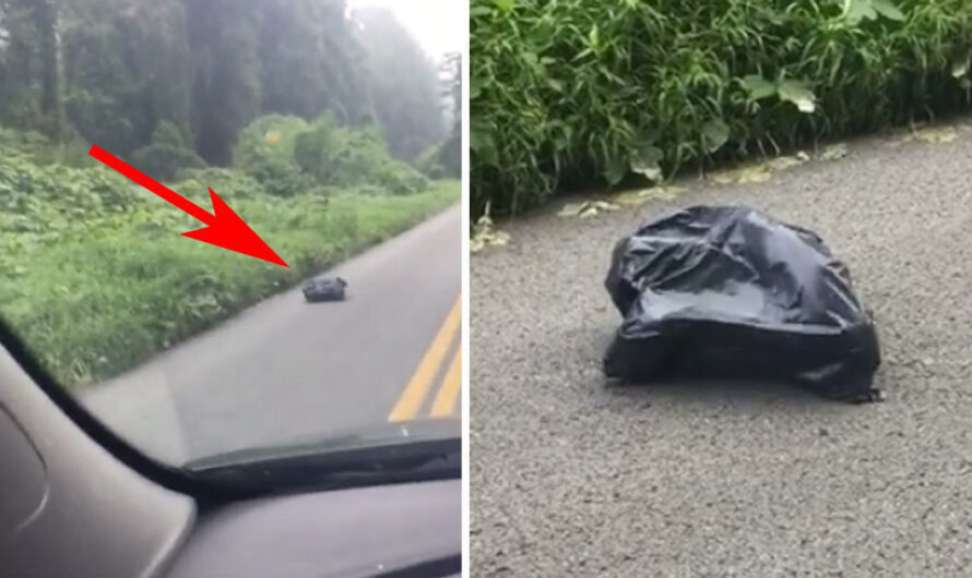 Woman swerves to miss trash bag in road, looks closer and gets the shivers