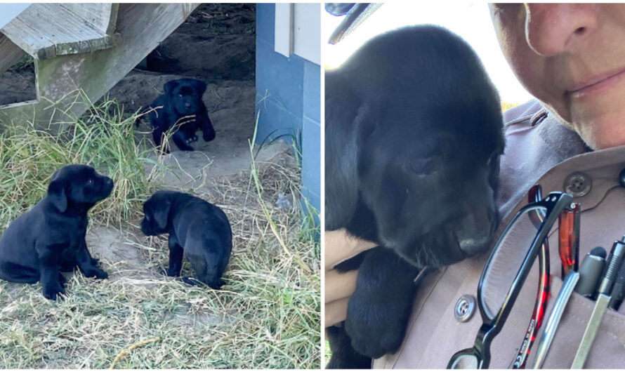 State Trooper Helps Find A Forever Home For Three Stray Puppies After Finding Them On Duty