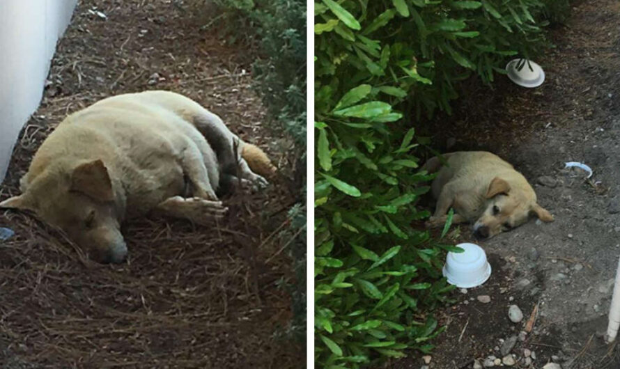 Abandoned dog found living in the dirt after owners moved away