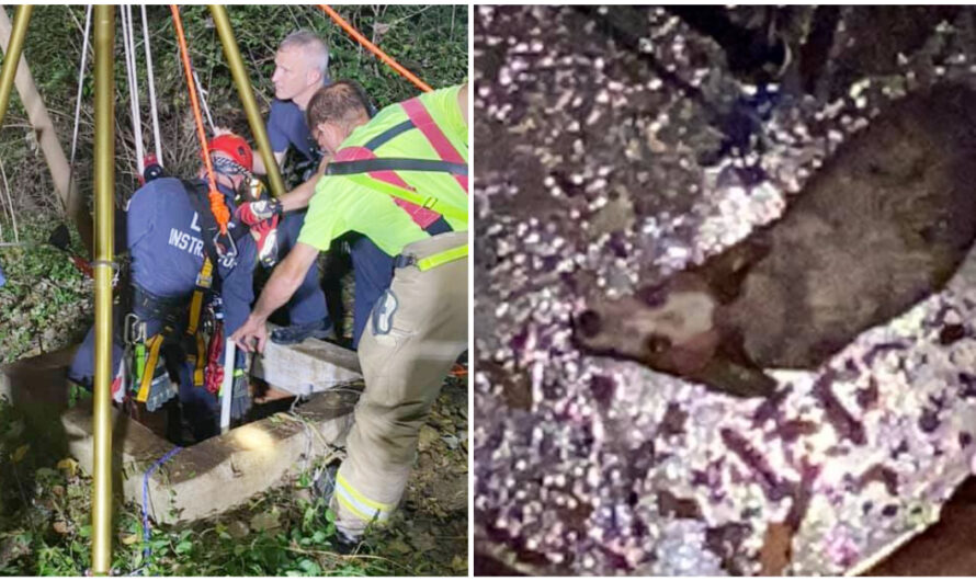 Fire Departments Join Forces to Rescue a Dog Who Fell Down a 40-Foot Well