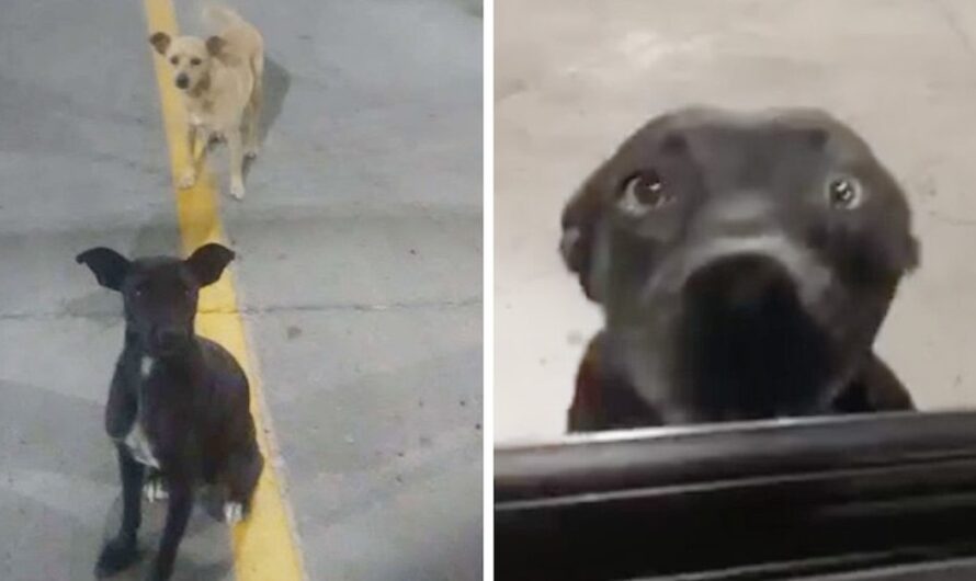 Two Stray Dogs In Parking Lot Wag Their Tails At Everyone In The Hopes Of Being Adopted