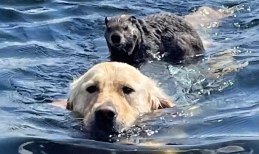 A kind dog rescued and brought a small animal stuck in the river to safety