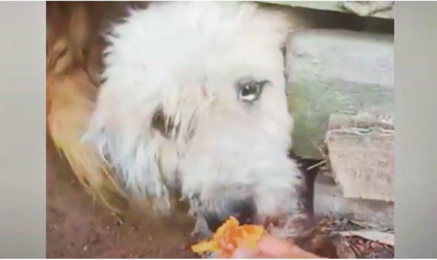 Unloved Hungry Dog Wanted To Take The Food From Her Hand But Owners Said No