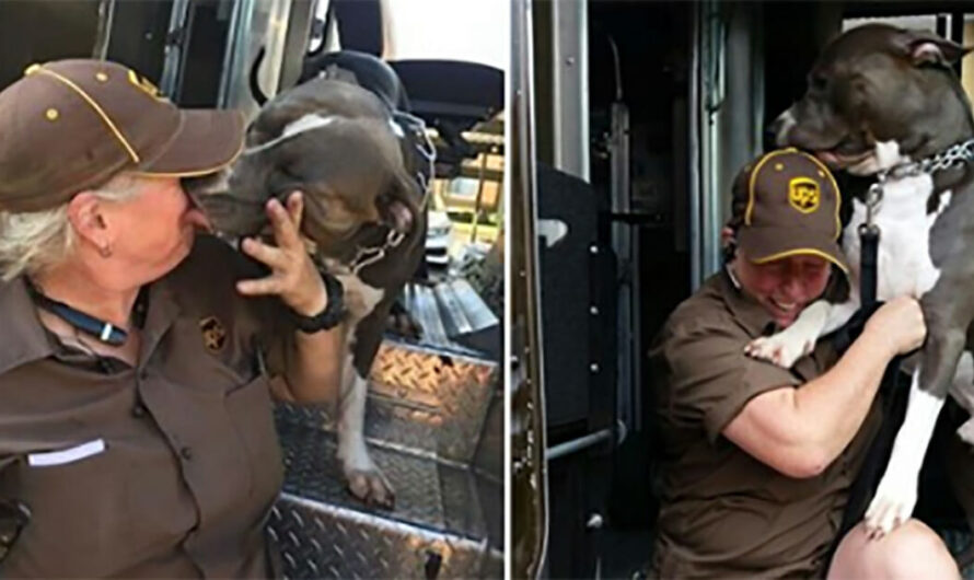 UPS Driver Forms Bond With Pit Bull While On Delivery Route, Adopts Him After Owner Passes