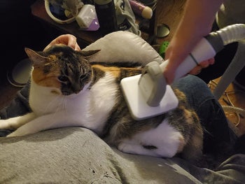 reviewer using the vacuum brush on a cat