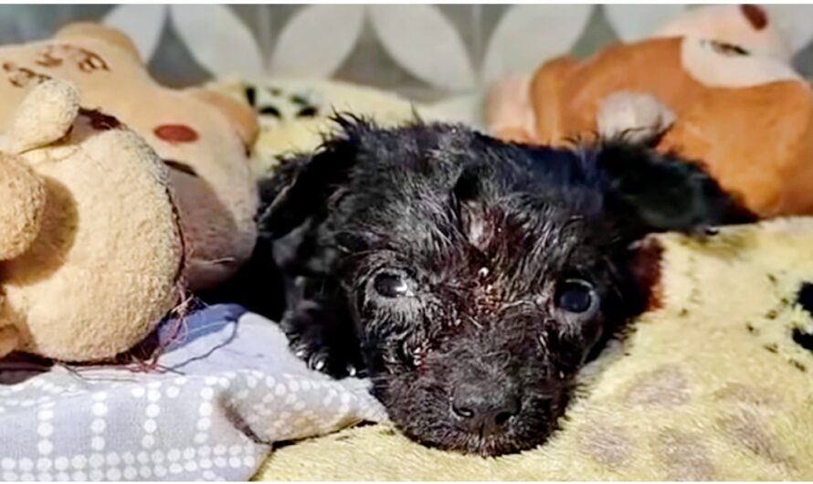 Sad Pup Witnessed Siblings Pass Away, They Gave Him Plushies To Comfort Him