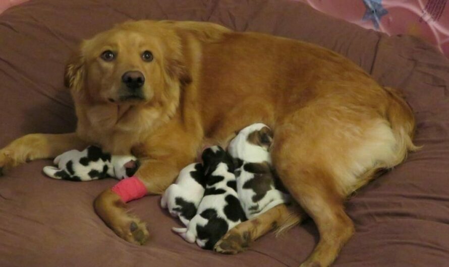 Pregnant rescue dog gives birth to a litter of “baby cows”