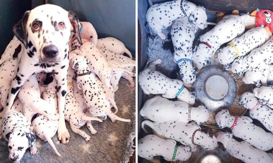 Vet Says Dalmatian Will Have 3 Puppies, Instead She Gives Birth To 18