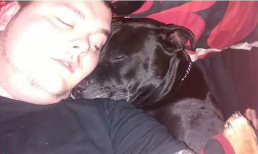 Man Decides To Take His Own Life – Then Realizes What’s In His Dog’s Mouth