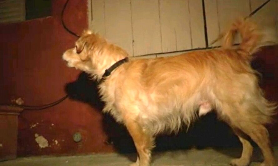 Quiet Rescue Dog Starts Barking At Wall One Day, Owner Then Grabbed Him And Runs