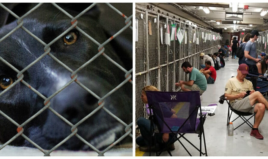 Over 100 Volunteers Show Up At Shelter To Comfort Scared Shelter Dogs During Fireworks