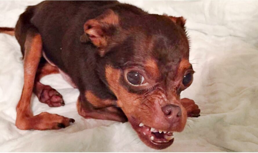 Deformed Dog Gets Ignored Because Adopters Think He’s Hideous