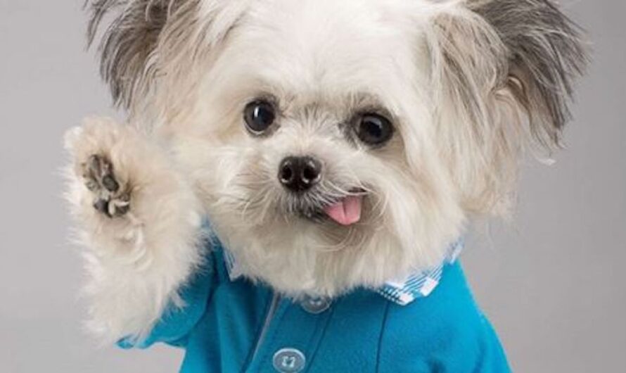 Watch How This Adorable High-Fiving Therapy Dog Is Changing Millions of Lives