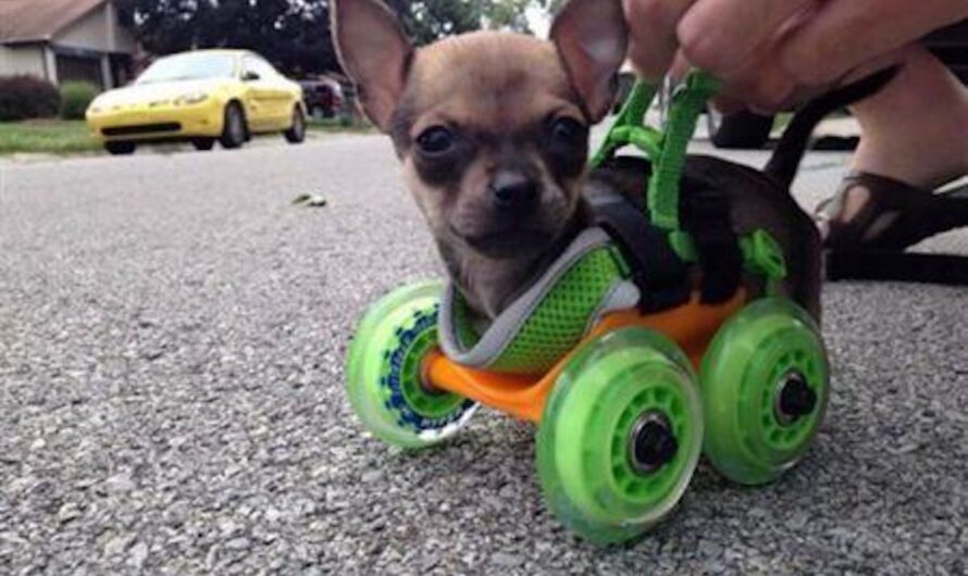 Two-Legged Tiniest Chihuahua Puppy Loves To Race Around On His Wheels