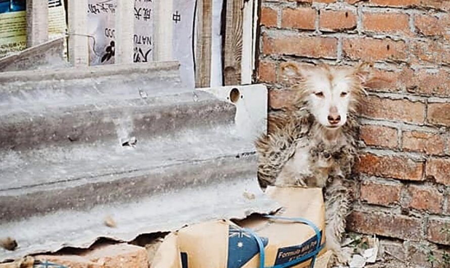 Other Dogs Are Playing While Husky Sat Frozen With Fear In A Corner