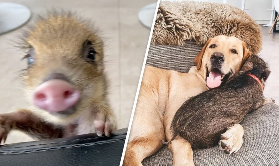 2-Pound Wild Boar Grows Up Believing She’s a Puppy