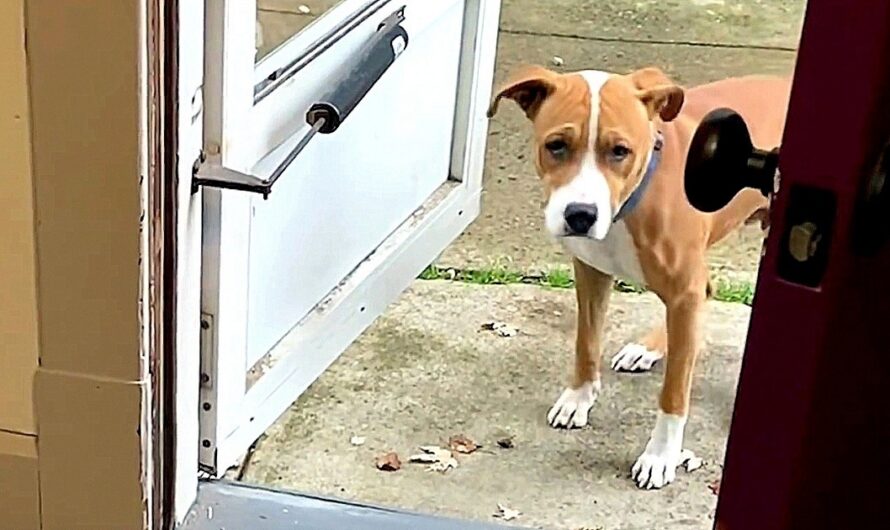 Dog Who Has Never Lived Inside Was Afraid Of Doors. His Foster Brother Transforms Him