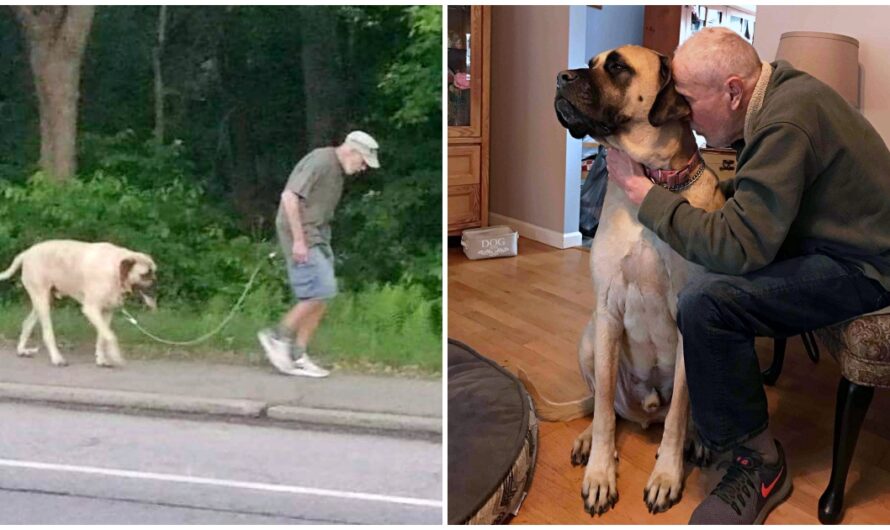 Town Helps Family Keep Their Dog After His Well-Loved Owner Died Unexpectedly