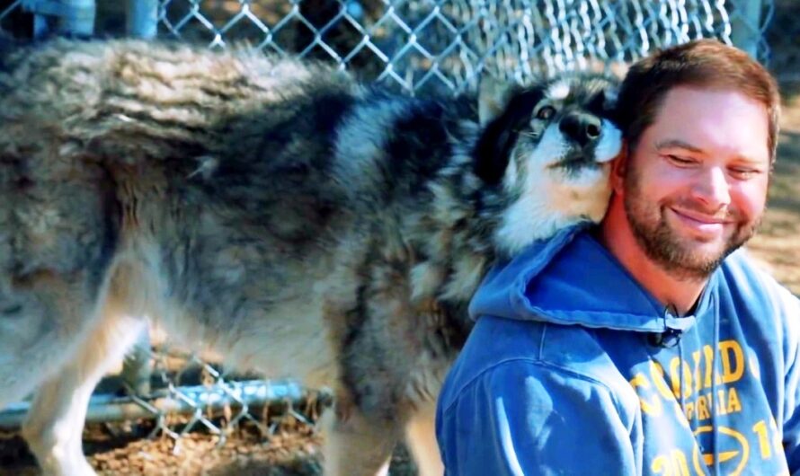 Veteran With PTSD Wanted To Give Up, Then A Wolf Walked Up And Gave Him A Hug