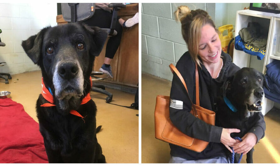 Woman Adopts Senior Shelter Dog with the Same Name and Uncanny Resemblance to her Late Dog Who Just Died