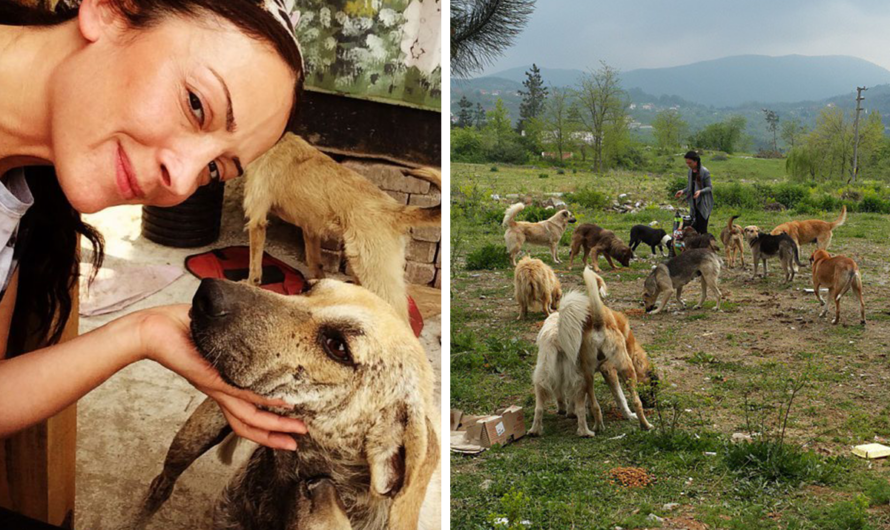 Turkish Woman Drives Up The Hills of Sapanca Almost Every Day After Work To Take Care For Abandoned Dogs There