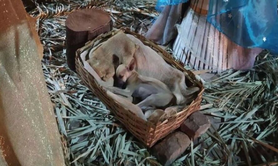 Woman Moved To Find Stray Pup Sleeping In Manger Of Local Nativity Scene, Helps Find Her A Home