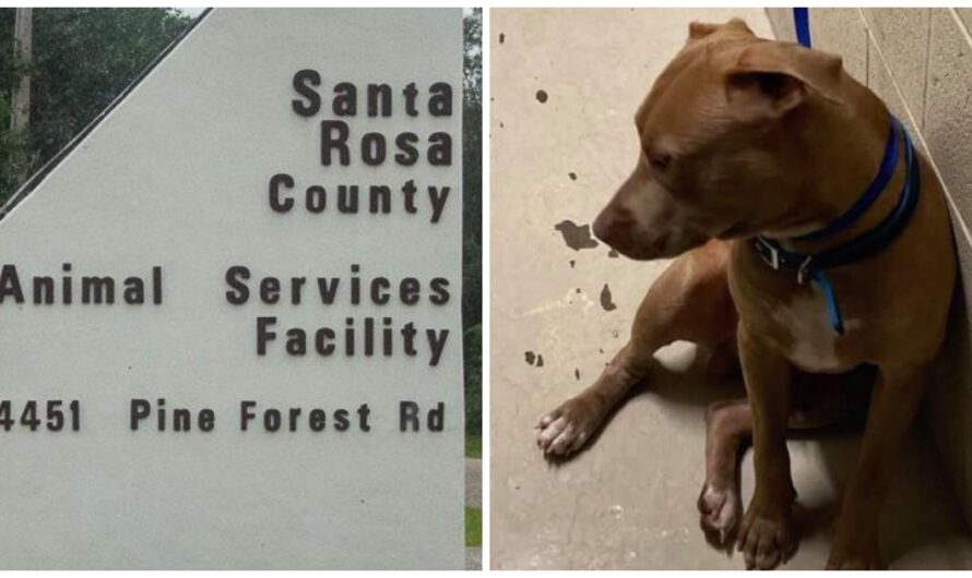 Crying Woman Bursts Through Shelter Door & Pleads To Get Her Deaf Dog Back