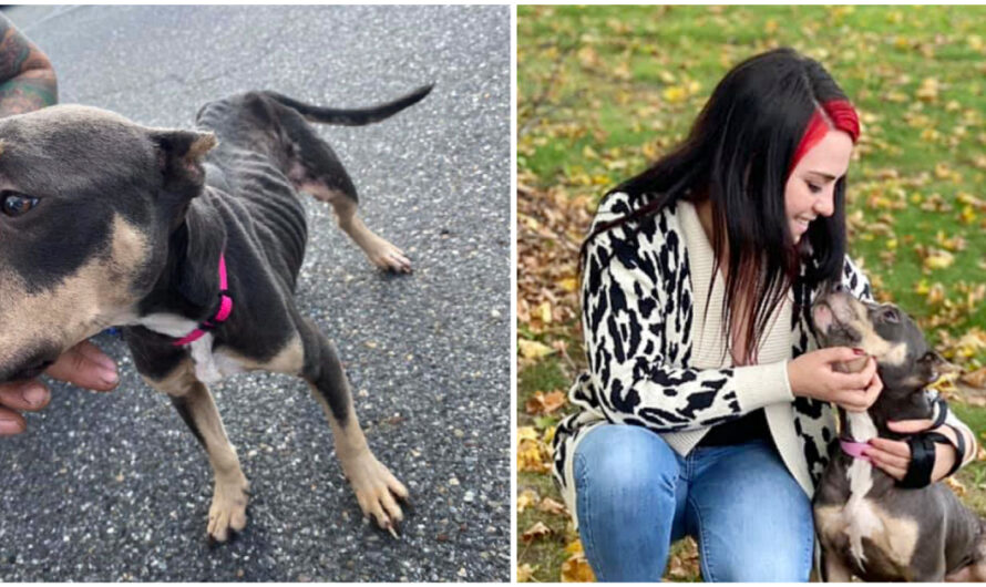 Woman Shows Up To Clean Abandoned House, Finds & Rescues Pit Bull Locked In Attic