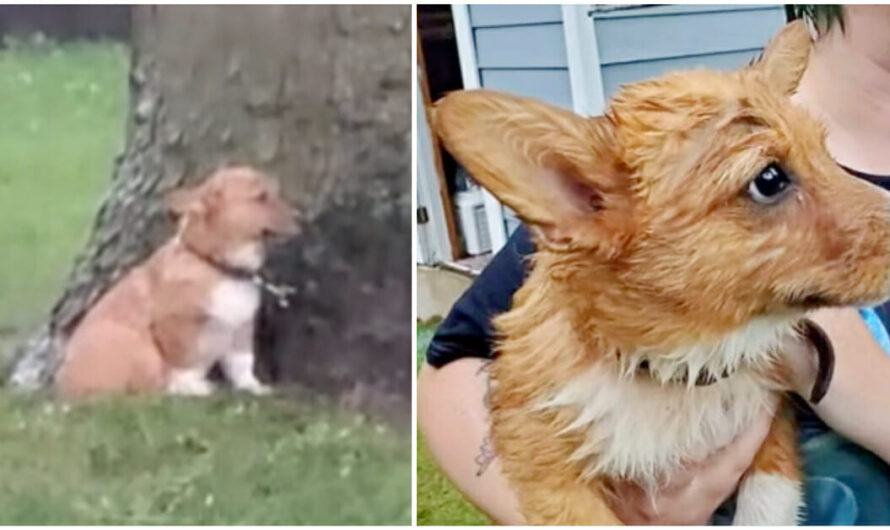 Woman Discovers & Saves Two ‘Scared, Soaked’ Dogs Chained Up In Yard In Lightning Storm