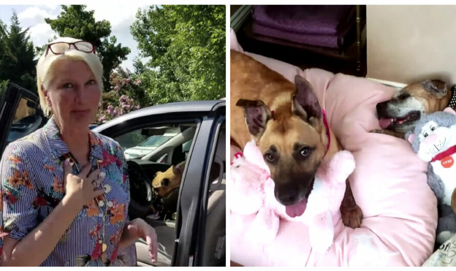 Woman Walks into Animal Shelter, Asks for the Most Unadoptable Dogs and Goes Home with Three