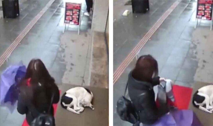 Wet, frozen dog tries to take shelter: Then woman’s actions are caught on camera and go viral