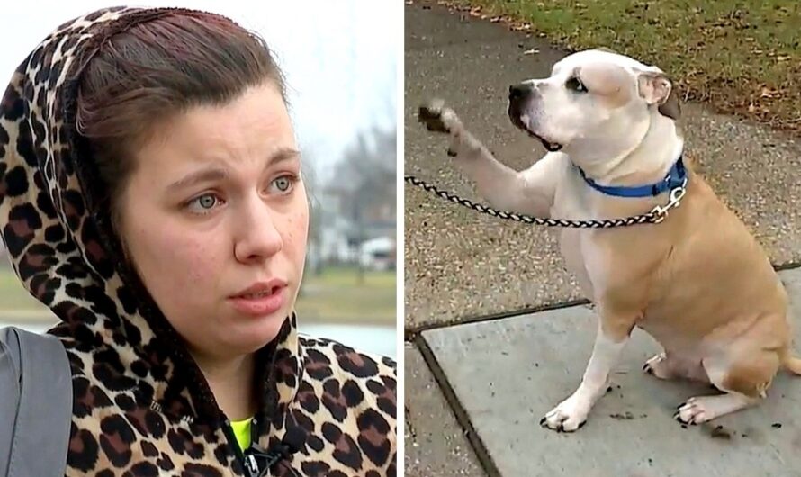 Woman Searches For Her Stolen Dog For 8 Years, Then She Sees A Photo Online