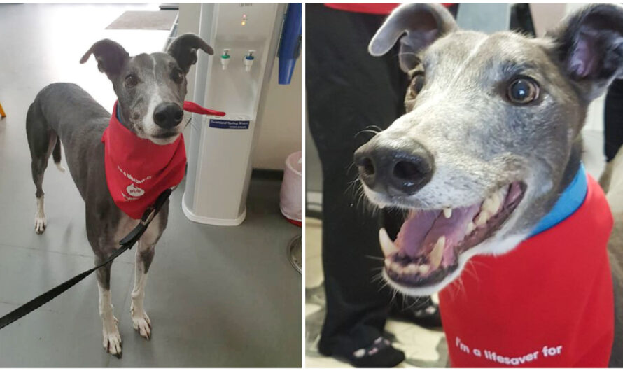 Heroic Greyhound Saves Lives of 88 Dogs – All By Donating Blood