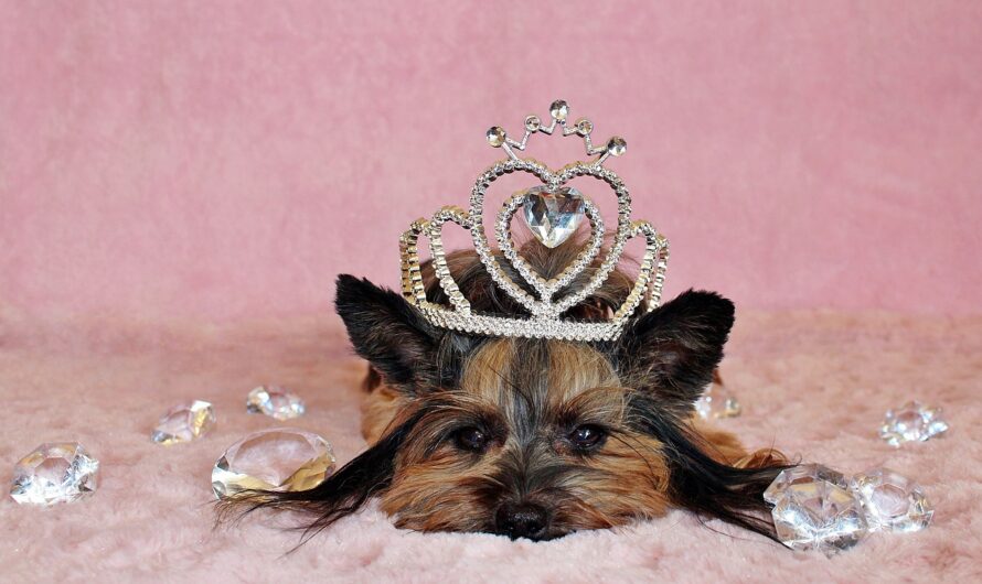 5 Most Popular Royal Dog Breeds