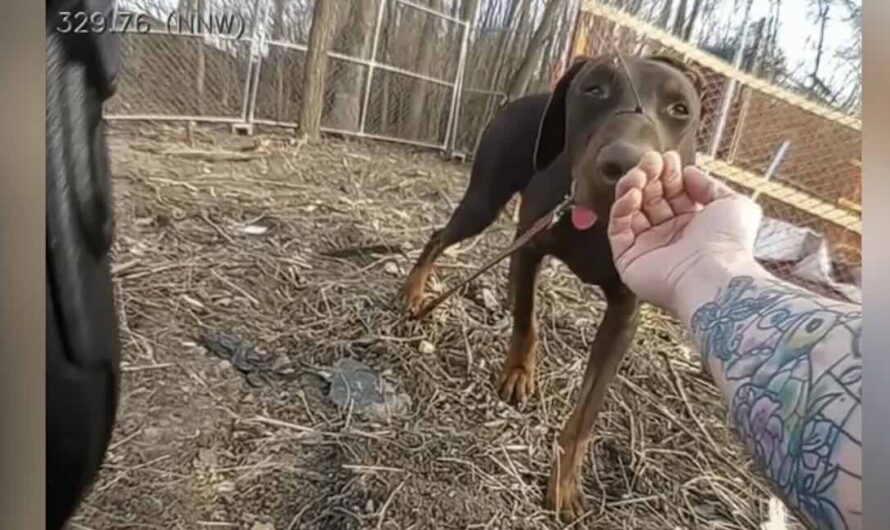 Police Officer Responds to Help Scared Dog on The Loose Then Notices His Mouth